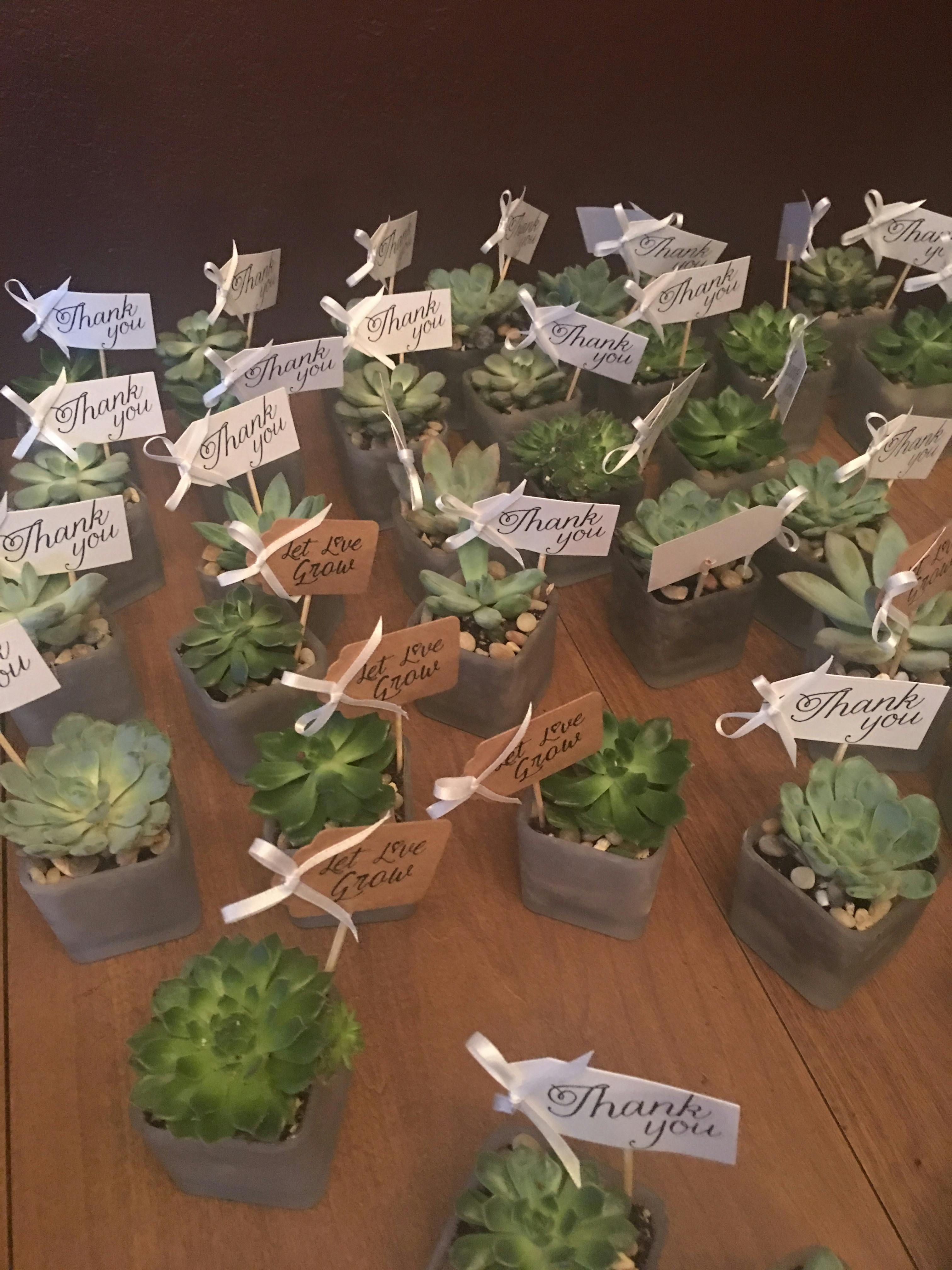 2" Wedding Succulents Succulents for Sale Bulk Succulent Wedding Favors